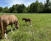 red-roan-snip-in-the-face-white-stockings-on-hind-legs-pony