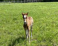 red-roan-welsh-pony-filly