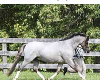 red-roan-wpcsa-filly