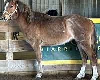 broken-welsh-pony
