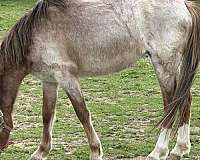 famous-welsh-pony