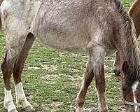 imprinted-welsh-pony