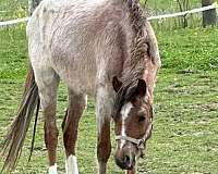 bred-to-welsh-pony