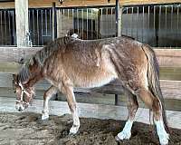 in-hand-welsh-pony