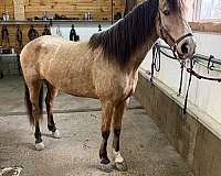 kentucky-mountain-horse-for-sale