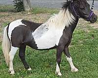 miniature-colt