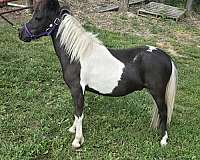 miniature-horse-for-sale