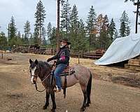 crissup-mrn-ranch-brand-left-shoulder-white-blaze-black-points-horse