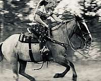 bay-roan-crissup-mrn-ranch-brand-left-shoulder-white-blaze-black-points-horse