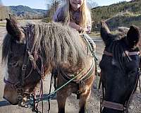 all-around-mustang-horse