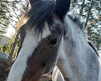 breeding-mustang-horse