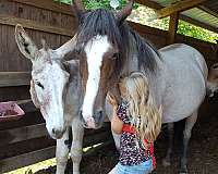 flashy-mustang-horse
