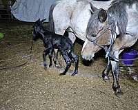 penning-mustang-horse