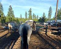 ranch-work-mustang-horse