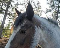 ranch-mustang-horse