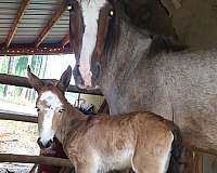 color-producer-mustang-horse