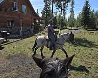 pack-mustang-horse