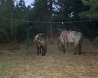 ridden-western-mustang-horse