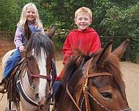 roping-mustang-horse