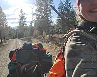trail-mustang-horse