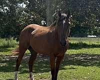 barrel-appendix-horse