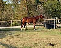 barrel-racing-appendix-horse