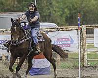 enjoyable-appendix-horse
