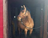 dun-friesian-colt