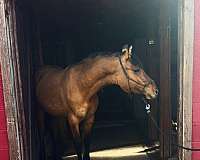 delivery-colt