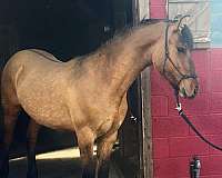 fun-colt