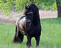 ground-manners-colt