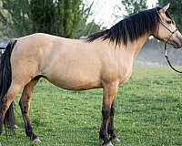 hus-colt
