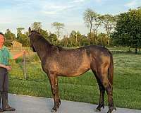 idsh-horse