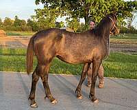 boy-filly