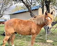 6-years-old-haflinger-horse