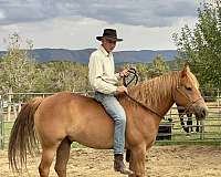 15hh-haflinger-horse