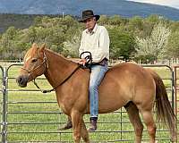 backs-haflinger-horse