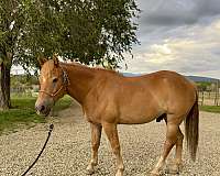 cow-horse-haflinger