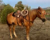 6-years-old-quarter-horse