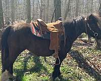 dun-hind-cornets-horse