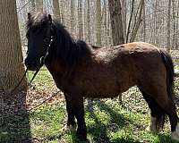 dun-front-right-cornet-horse