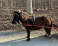hind-cornets-horse