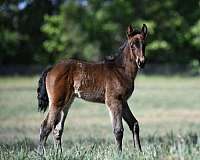 bay-roan-no-white-markings-horse