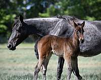 bay-twhbea-filly-mare