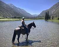 bay-roan-twhbea-filly-mare