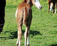 color-genetics-paint-horse