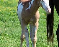 color-genetics-filly
