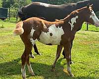 chestnut-overo-flashy-halter-horse