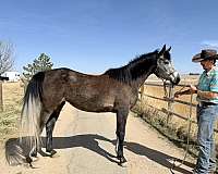 glory-mare