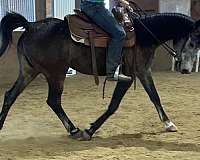 mare-breeding